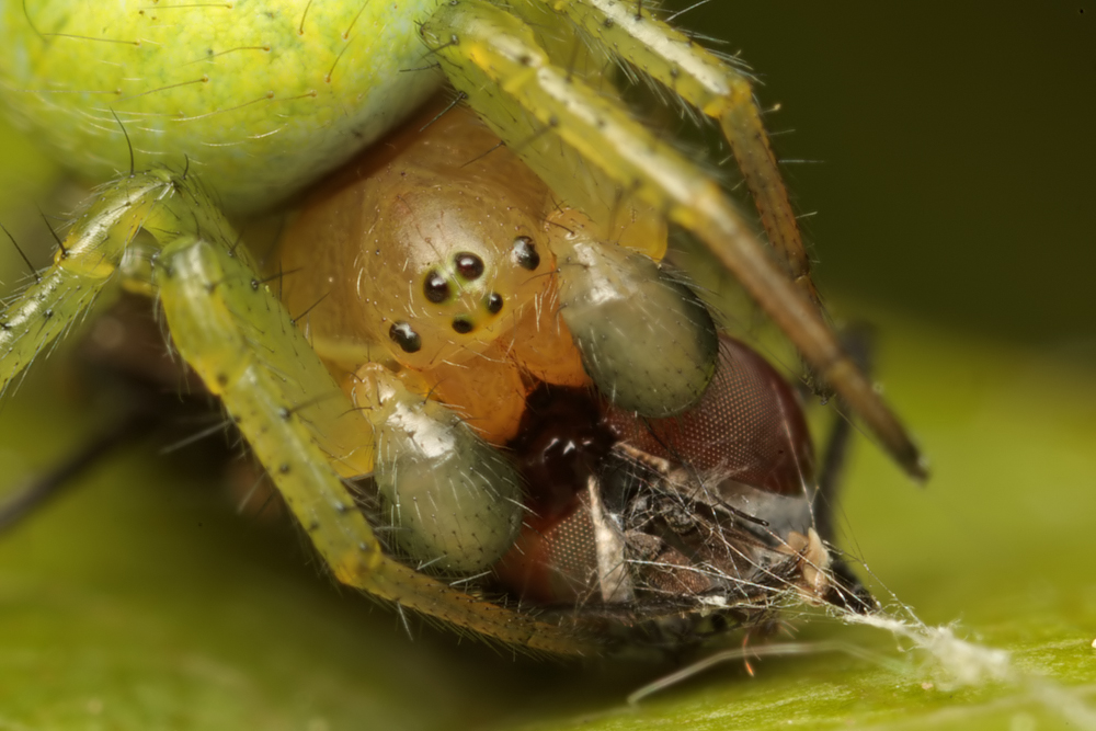 Orb-Web Spider with prey 3